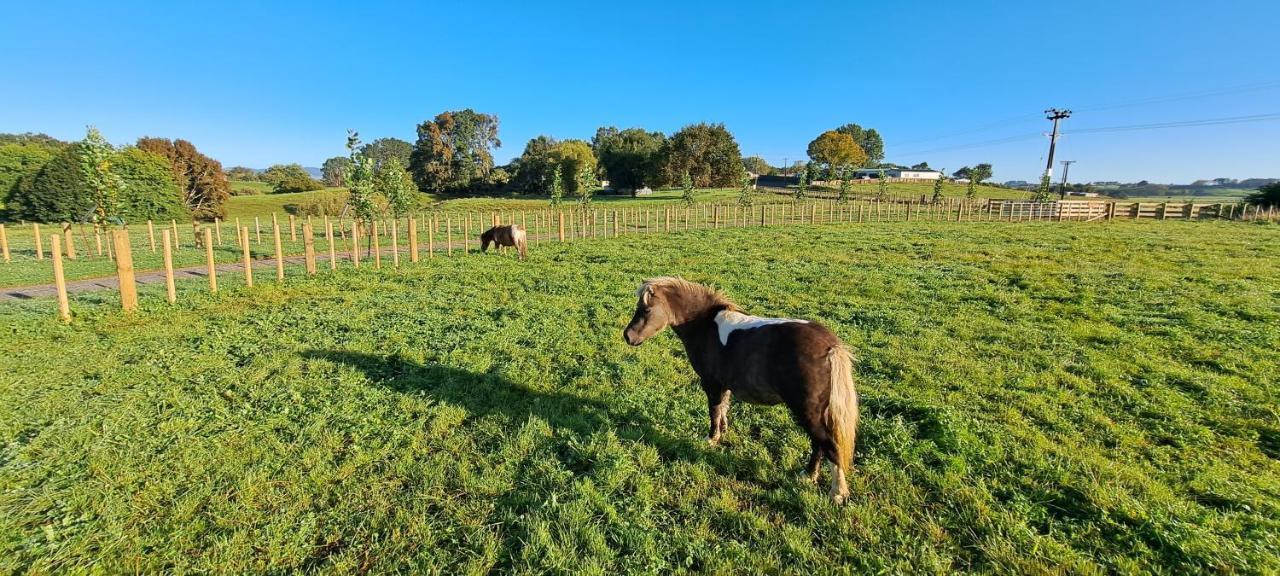 Country Comfort - Only 10 Minutes From Hamilton Cbd Exterior foto